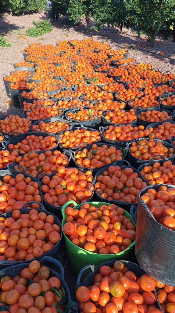 WhatsApp Image 2025-01-15 at 16.29.35