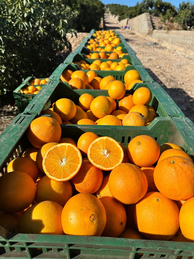 WhatsApp Image 2025-01-31 at 14.44.00