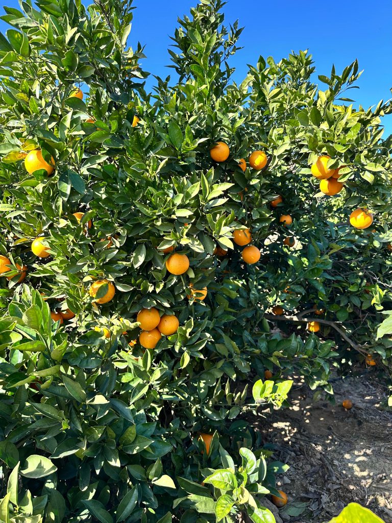 WhatsApp Image 2025-02-04 at 14.06.03 (2)