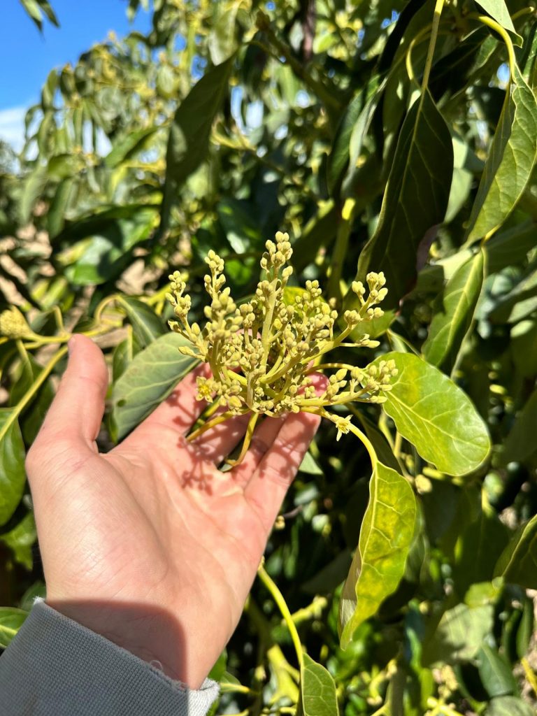 WhatsApp Image 2025-03-11 at 15.33.35 (1)