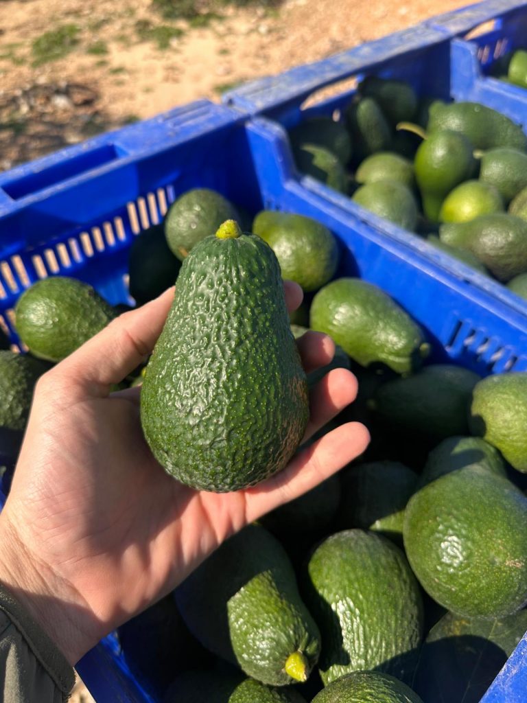 WhatsApp Image 2026-02-25 at 13.05.38