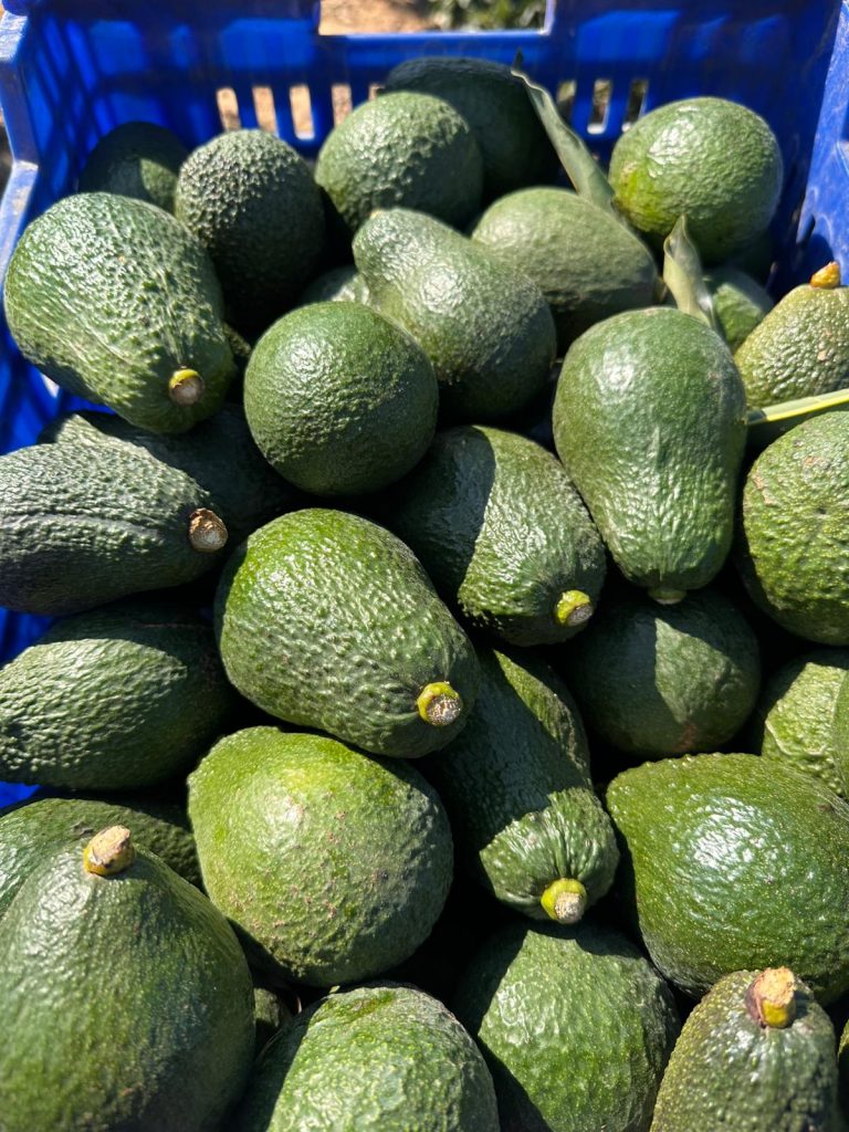 WhatsApp Image 2026-02-25 at 13.05.41