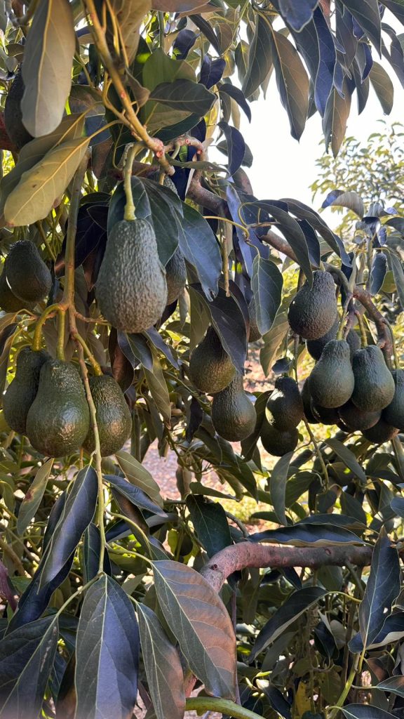 WhatsApp Image 2026-02-25 at 13.05.44